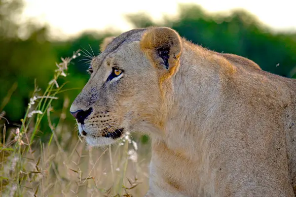 A lion in Serengeti