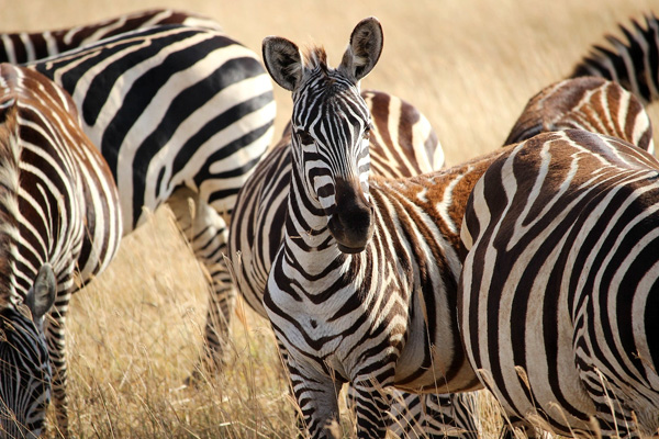 A group of zebra in Serengeti during tanzania safari