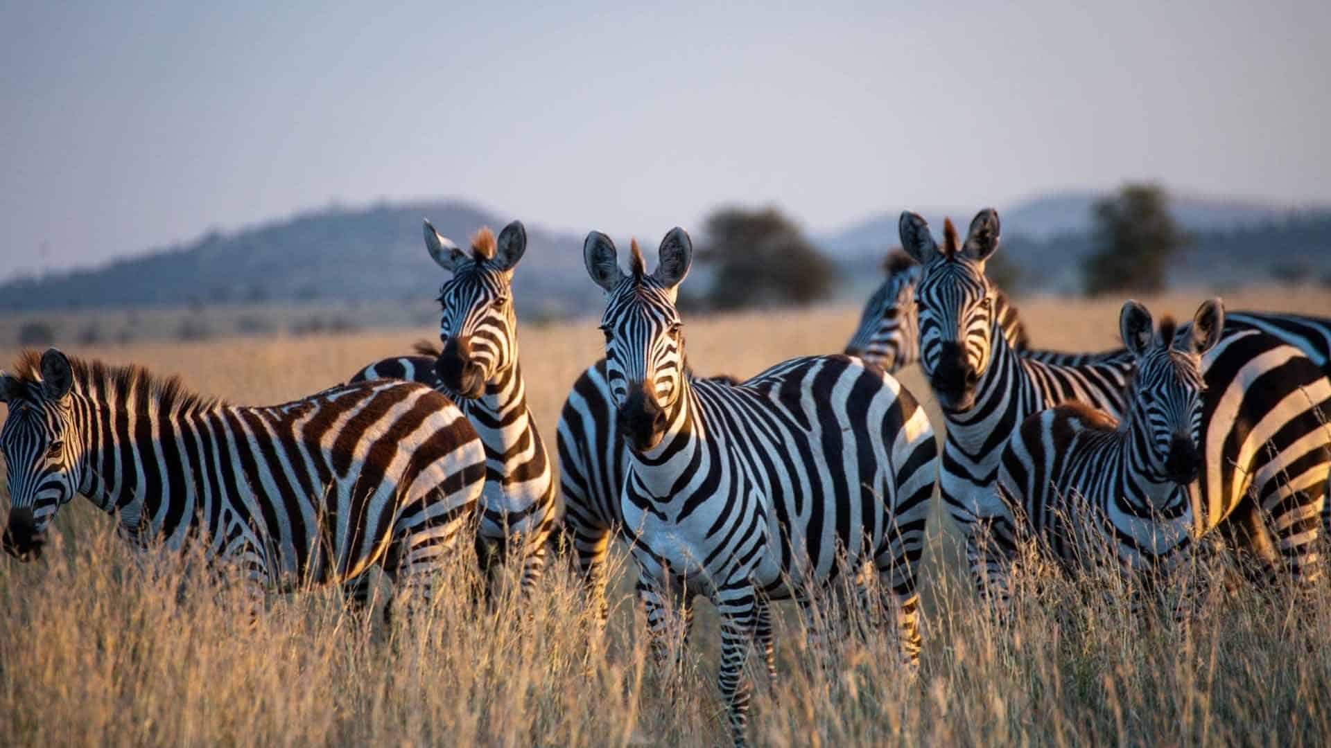 A group of zebra in serengeti during the tanzania safari