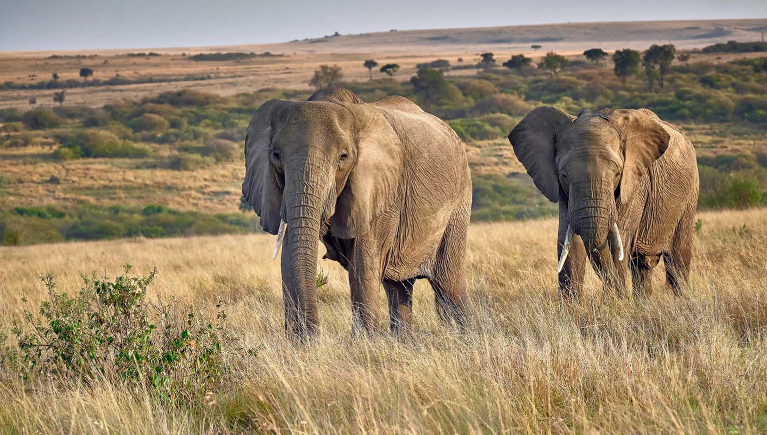 The Elemants During the safari in Tarangire National Park