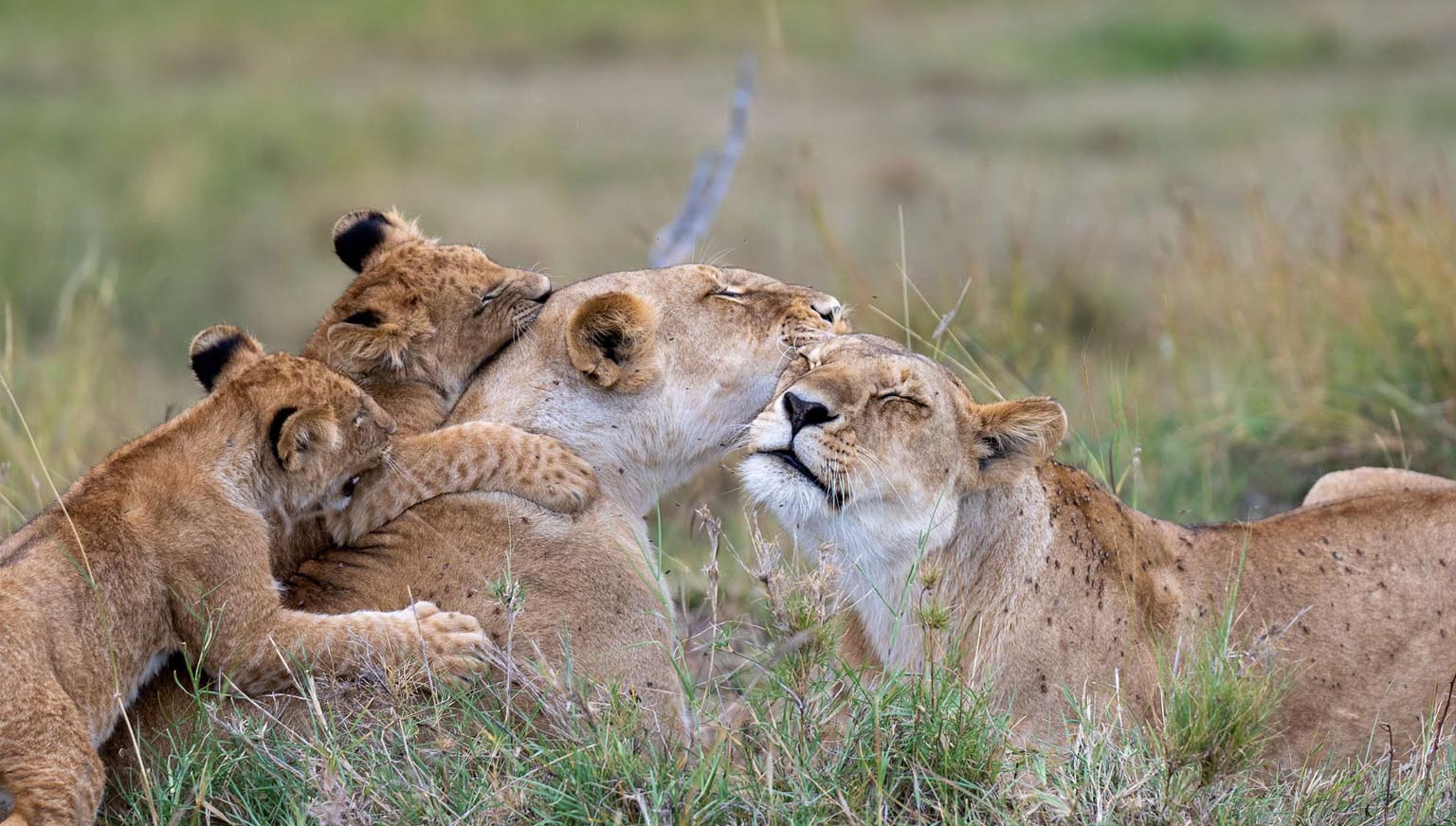 A babies lion playing with their mother