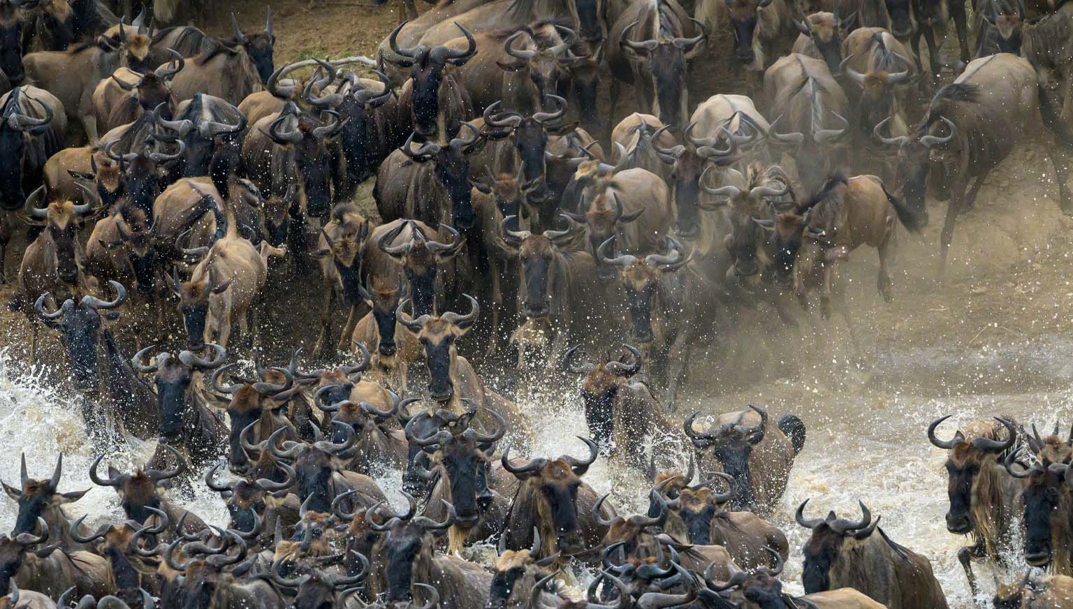 A wildebeest a cross the river during the migration