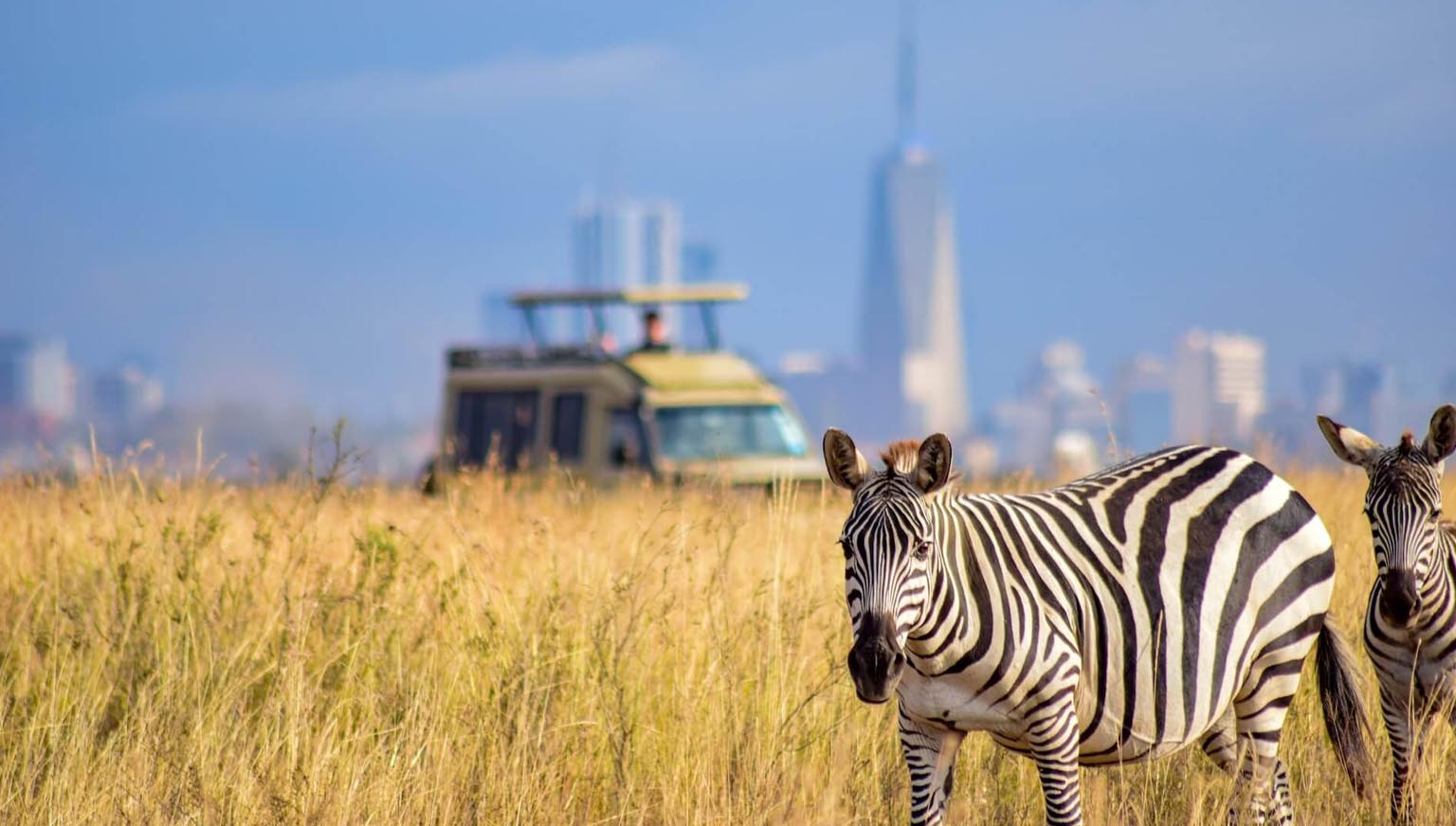 Zebra in NAIROBI NATIONAL PARK during safari
