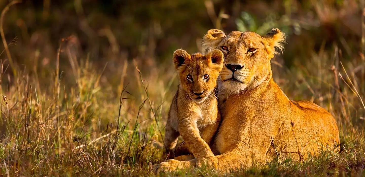 A lion with a baby at Maasai Mara Reserve
