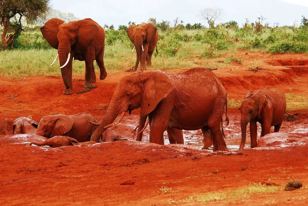 The Red Elephants during the safari in Tsavo National Park in Kenya