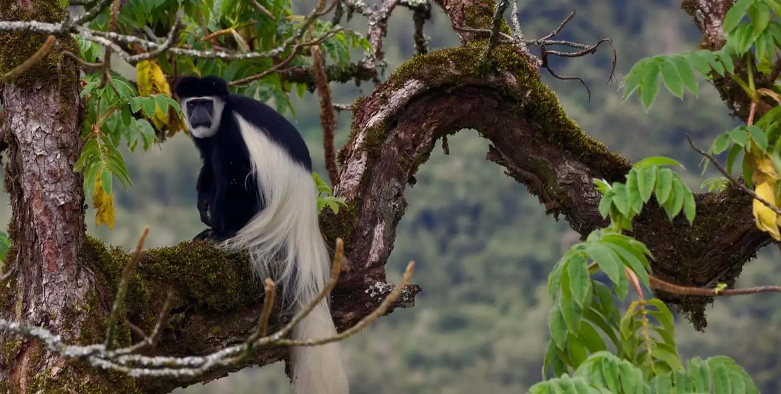 Black and White colobus