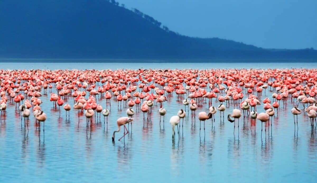 Flamingo in Lake Nakuru National Park during safari in Kenya