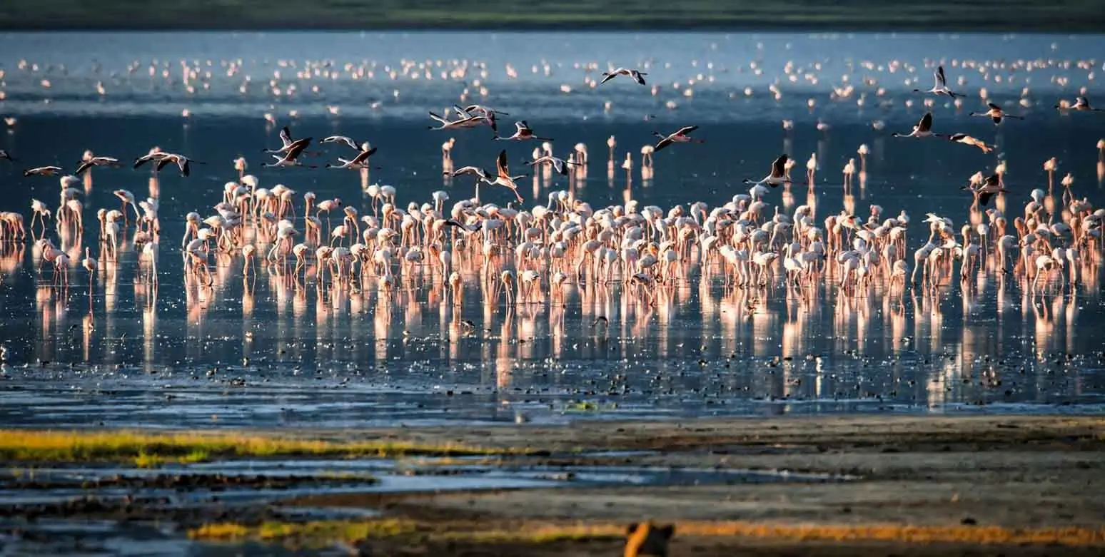 A Flamingos on lake Manyara National Park Tanzania