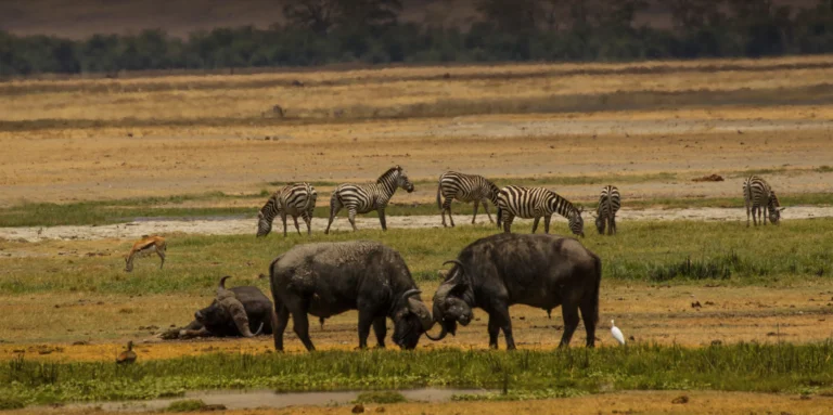 4-days-tarangire-serengeti-ngorongoro-crater-banner