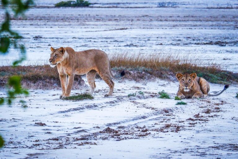 Lions-walking-on-the-Beach-at-Saadani-National-Park-Easy-Travel-Tanzania-scaled-2
