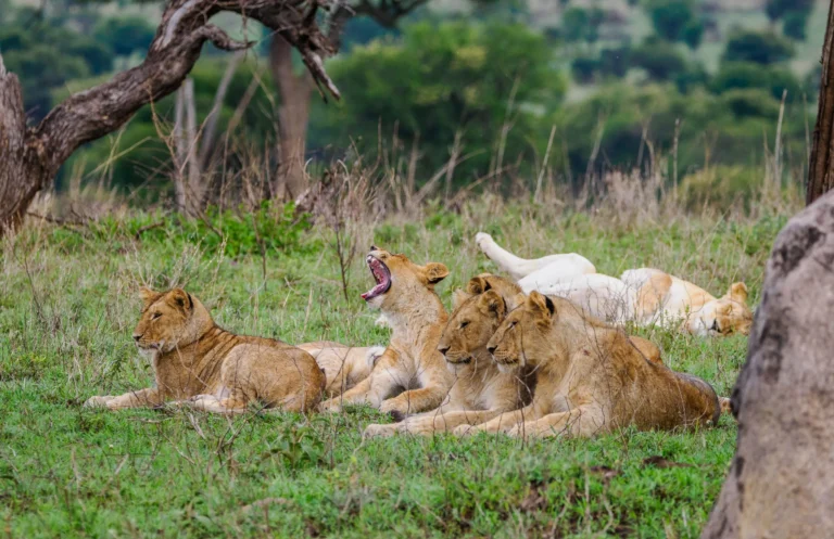 Serengeti-National-P-7686b631--178-scaled