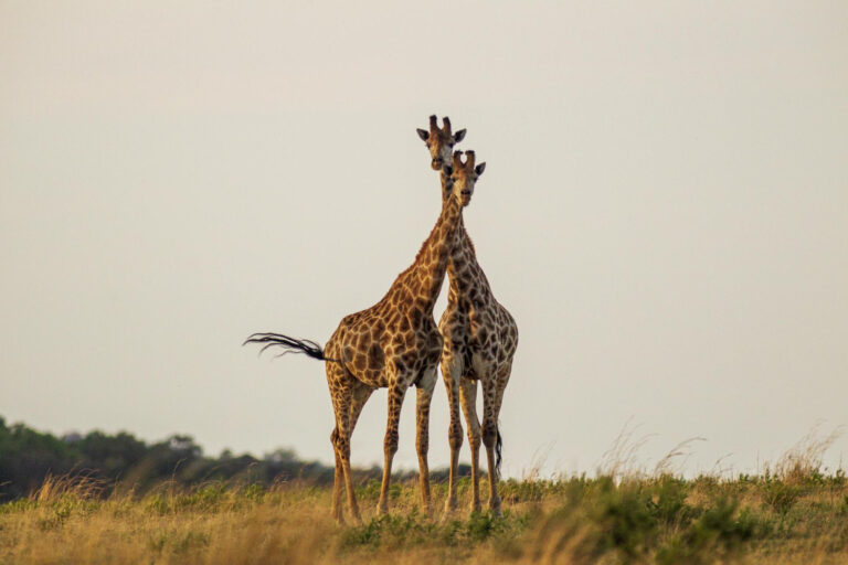cute-giraffe-serengeti